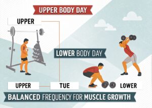 Best Workout Splits for Building Muscle